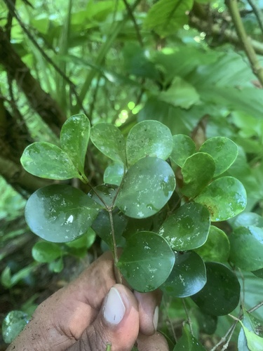 Calyptranthes kiaerskovii