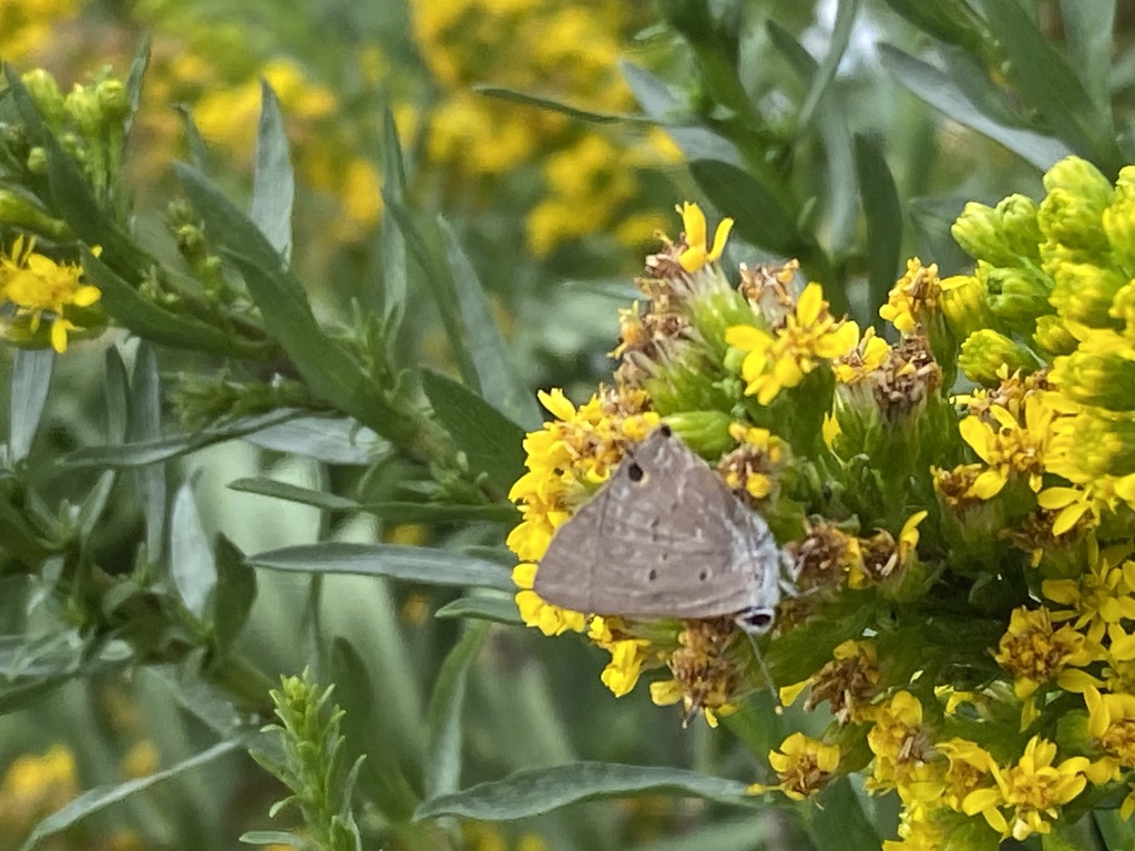 Mallow ScrubHairstreak from Briar Ave, Harlingen, TX, US on December 5