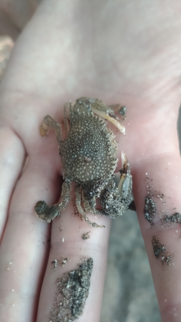 Pacific Speckled Crab