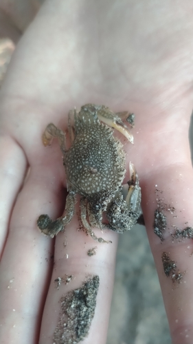 Pacific Speckled Crab