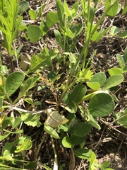Euphorbia peplidion