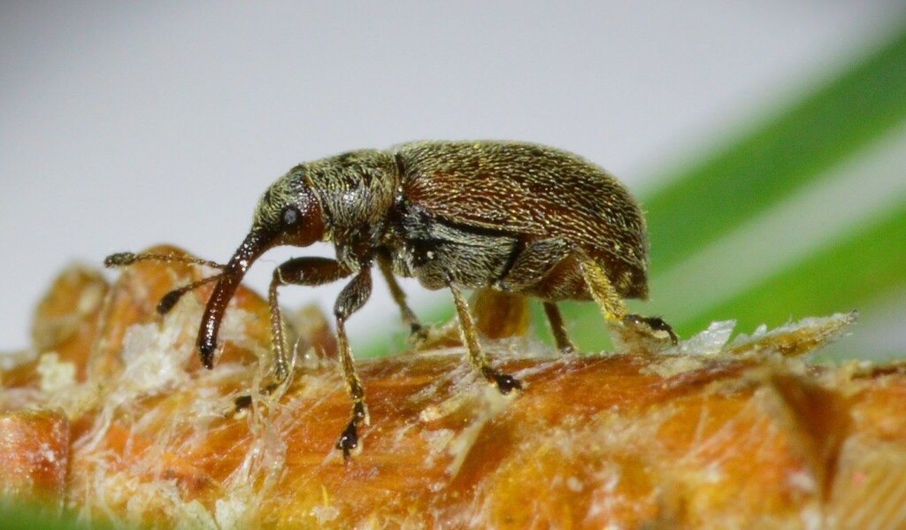 Doydirhynchus austriacus