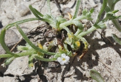 Synchytrium myosotidis