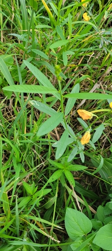 Crotalaria juncea, 2023-12-01