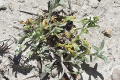 Synchytrium myosotidis