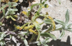 Synchytrium myosotidis