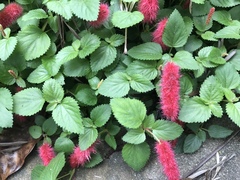 Acalypha pendula