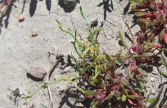 Synchytrium myosotidis