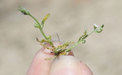 Synchytrium myosotidis