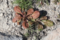 Chorizanthe fimbriata