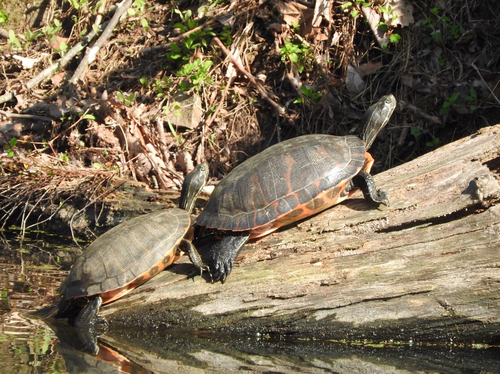 Northern Red-bellied Cooter