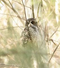 Rufous-Legged Owl photo 3