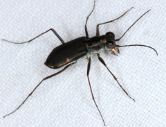 Myriochila semicincta