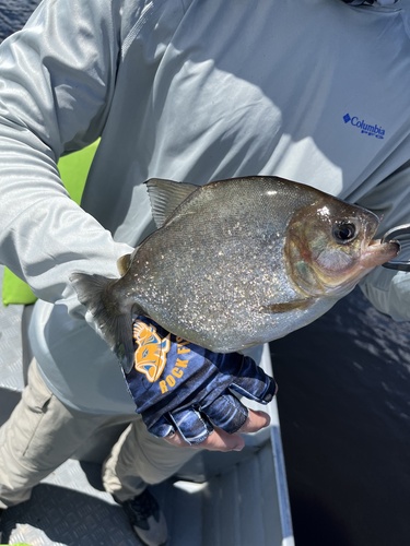 Goulding's piranha (Serrasalmus gouldingi) — Serrasalmidae — 3