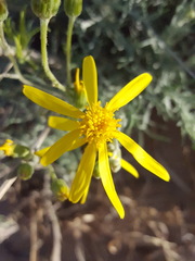 Senecio flaccidus flaccidus