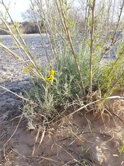 Senecio flaccidus flaccidus
