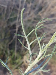 Senecio flaccidus flaccidus