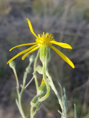 Senecio flaccidus flaccidus