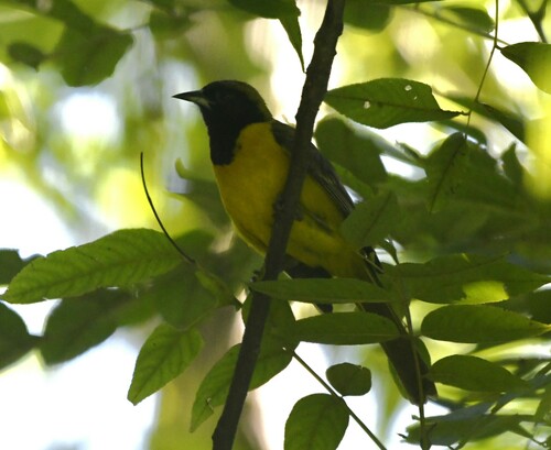 Bar-winged Oriole (Icterus maculialatus), photo 4
