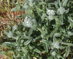Cryptantha barbigera