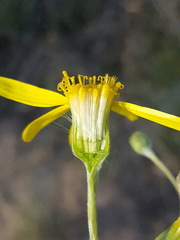 Senecio flaccidus flaccidus