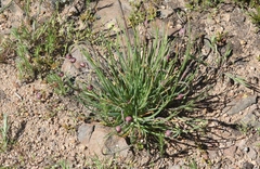 Allium haematochiton