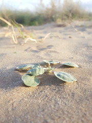 Eriogonum rotundifolium