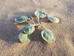 Eriogonum rotundifolium