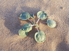Eriogonum rotundifolium