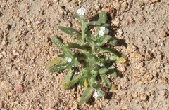 Plagiobothrys collinus