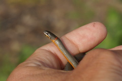 Diadophis punctatus similis