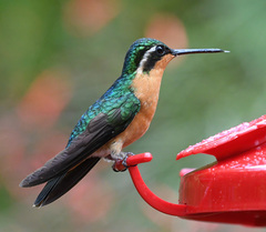 Purple-Throated Mountain-Gem photo 2