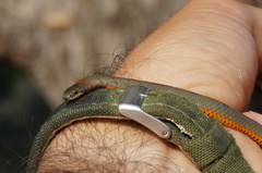 Diadophis punctatus similis