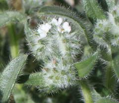 Cryptantha barbigera