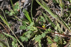 Acmispon micranthus