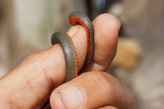 Diadophis punctatus similis