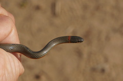 Diadophis punctatus similis