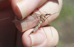 Tipula truculenta