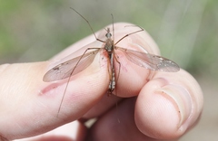 Tipula truculenta