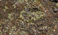 Riccia beyrichiana
