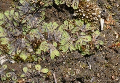 Riccia beyrichiana