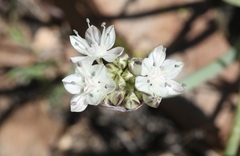 Allium haematochiton