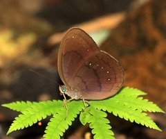 Faunis canens arcesilas