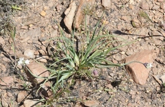 Allium haematochiton