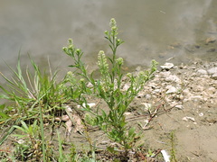 Lepidium austrinum