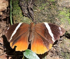 Thauria aliris pseudaliris