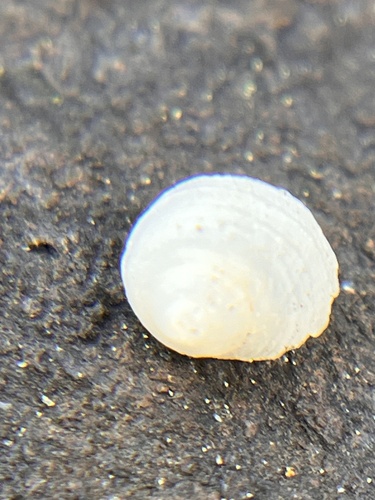 Fossarus, 2023-11-26