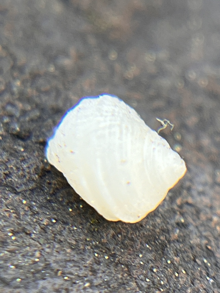 Fossarus multicostatus