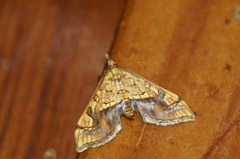 Choristostigma leucosalis