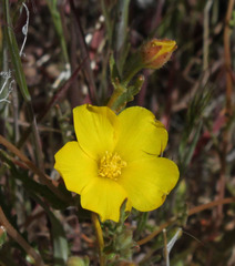 Mentzelia jonesii